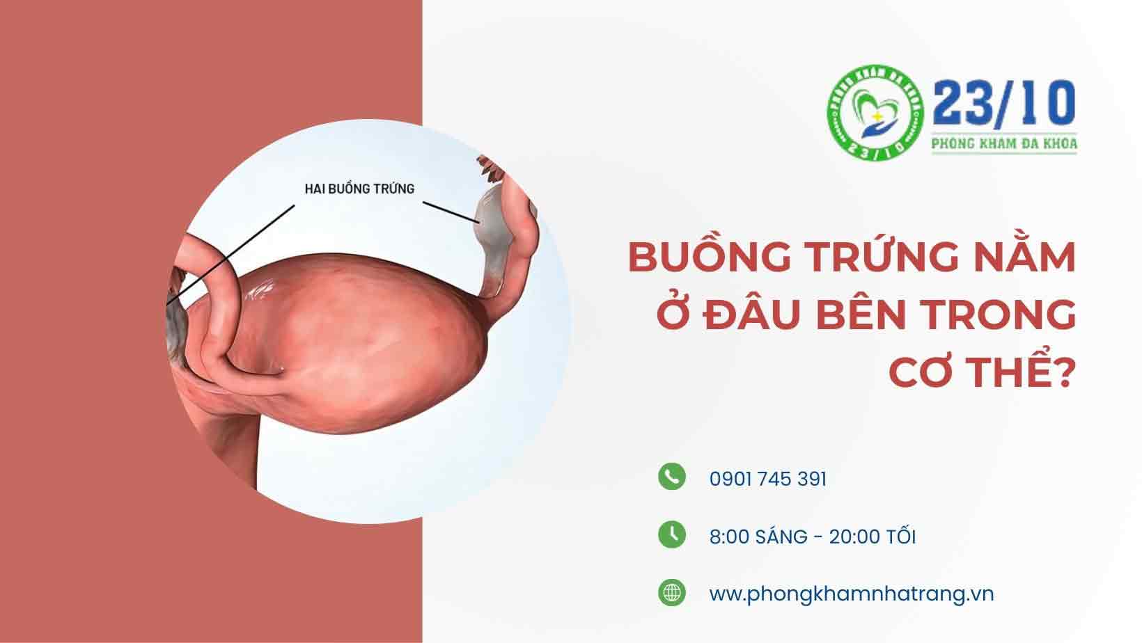 Buồng trứng có cấu tạo như thế nào?